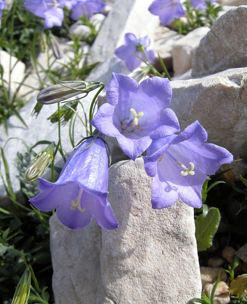Campanula sheuchzeri